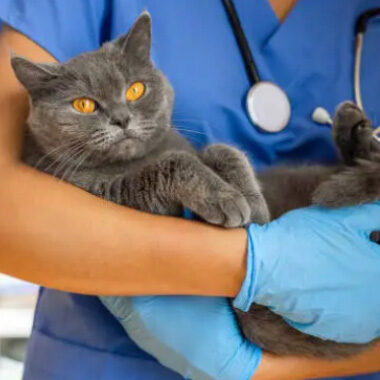 Animal care clinic buki di pret activity