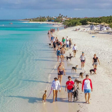 Beach walk with your own dog hotel buki di pret activity