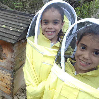 Learn everything about bees luis bee farm aruba
