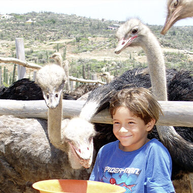 Tour at the ostrich farm buki di pret activity