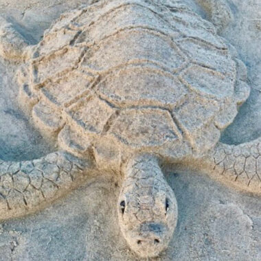 tortugaruba sand sculpture contest buki di pret aruba
